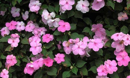 解读凤仙花是喜阳还是喜阴（揭秘凤仙花适合生长的环境及养护技巧）
