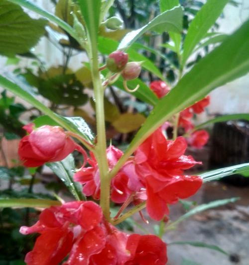 凤仙花的浇水技巧（凤仙花浇水要注意的问题及方法）
