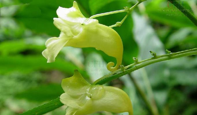 探究凤仙花的叶子形状及其颜色与特点（揭秘凤仙花叶子的奇妙之处）