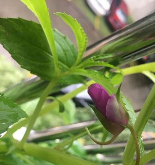 如何正确修剪凤仙花（凤仙花修剪方法）