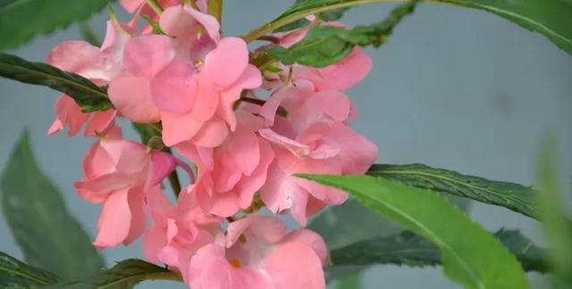 打造精美庭院，学会凤仙花的养殖方法（凤仙花养护全攻略）