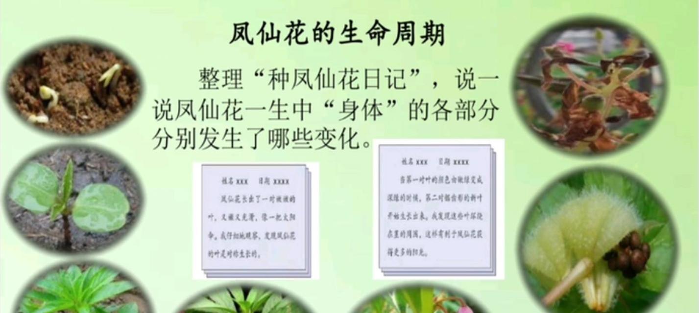凤仙花扦插方法教程（凤仙花扦插方法教程）