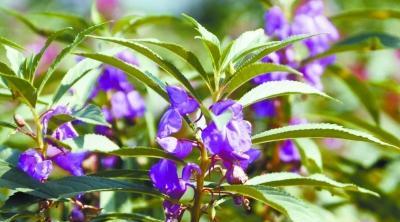 揭秘凤仙花的种类和特点（凤仙花种类众多）