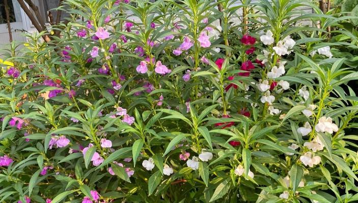 揭秘凤仙花的种类和特点（凤仙花种类众多）