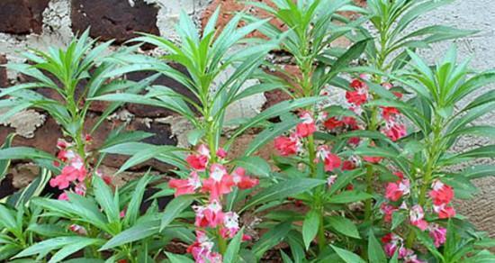 丰富营养的凤仙花种子（探究凤仙花种子的营养价值及食用方法）
