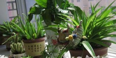 揭秘凤眼兰的风水禁忌与家居摆放（避免凤眼兰种错地）