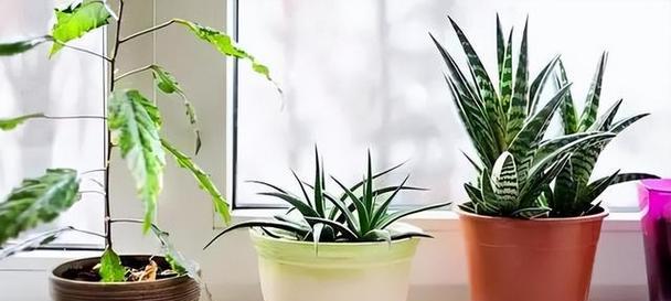 夫妻卧室房间养殖花草的选择与技巧（打造浪漫温馨的卧室花园）
