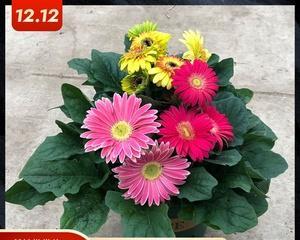 扶郎花的养殖方法和养护要点详解（让扶郎花在你家盛开）