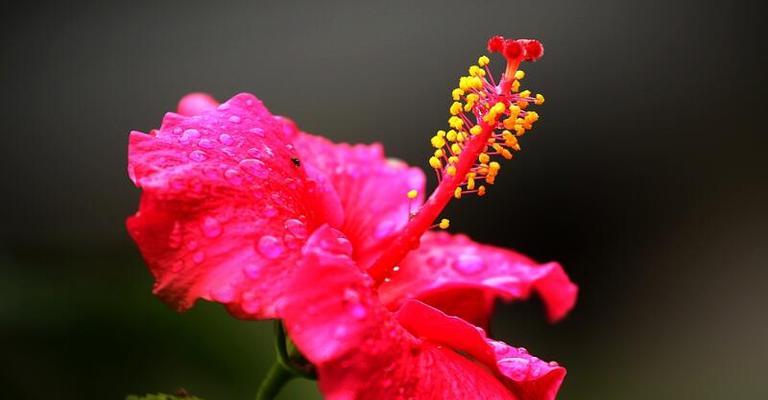 扶桑花的花语是什么（探寻扶桑花的神秘世界）
