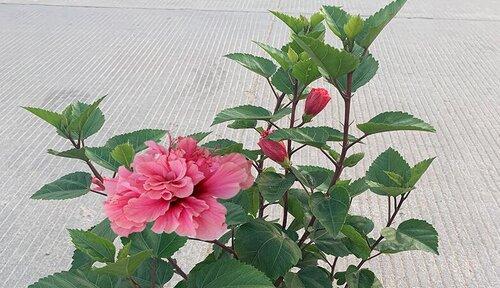扶桑花花期多久时间（了解扶桑花的开花时间和养护方法）
