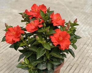 扶桑花花期多久时间（了解扶桑花的开花时间和养护方法）