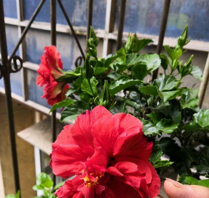 扶桑花能浇啤酒（传说与真相揭秘）