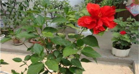 如何正确更换扶桑花的盆（时间）