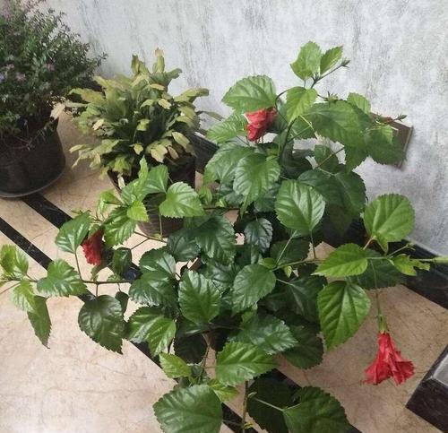 扶桑花开花与凋谢的奥秘（一天之间的盛衰）