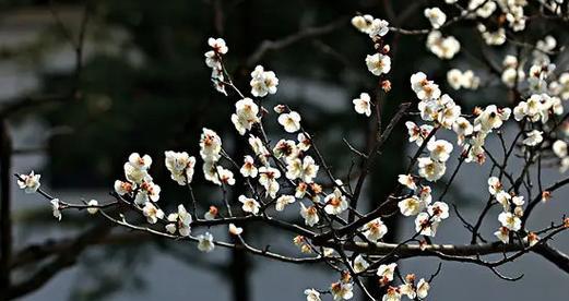 梅花的花语（一朵梅花的意义与传承）