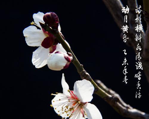 梅花的花语及其意义（揭示梅花所代表的深刻含义）