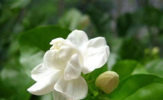 茉莉花语之美（探寻茉莉花的花语及其象征意义）