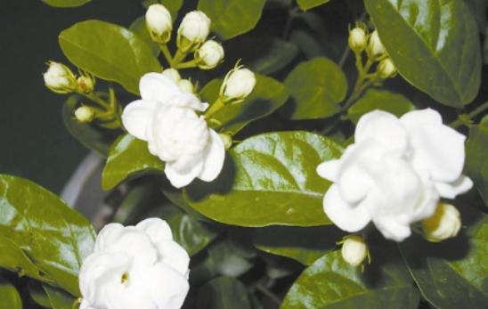 茉莉花花语的深意（解读茉莉花的神秘符号）
