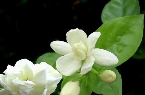 茉莉花的花语与寓意（传达纯洁）