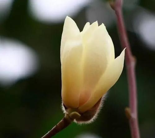 木兰花的花语与寓意（探索木兰花所传递的内涵）