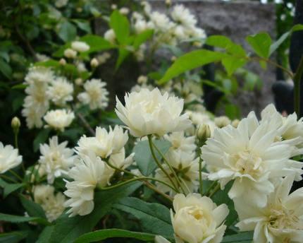 七里香花语——诉说深情的柔软之语（舒缓心灵）
