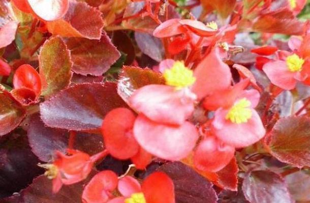 秋海棠花语与寓意（秋海棠的花语传达的深情与坚毅）