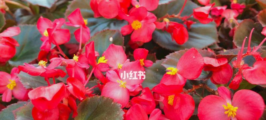 秋海棠花语——花开之美，情深之意（秋海棠花语解读）