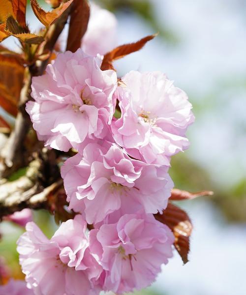 日本樱花与其丰富的意义（探索樱花之美和文化的世界）