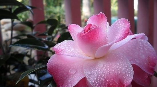 山茶花之意——生命与坚毅（探寻山茶花的象征意义）