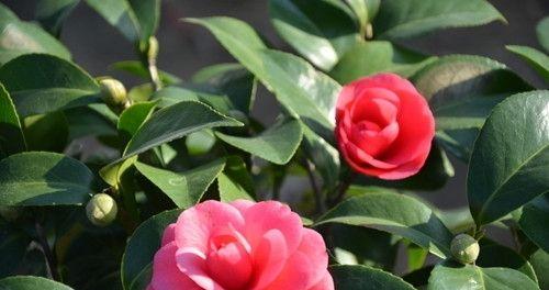 山茶花的花语——爱的宣言（山茶花花语揭示真情）
