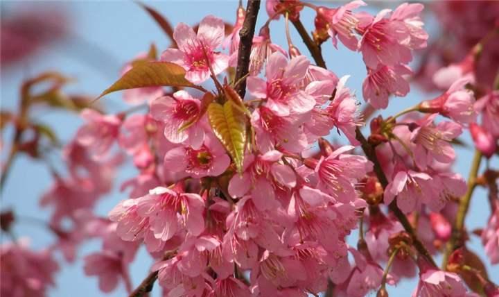 山樱花的花语（赏花时光）