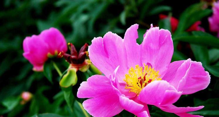 芍药花（深入了解芍药花的意义与象征）