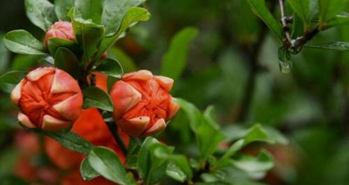 石榴花（探寻石榴花的深层意义）
