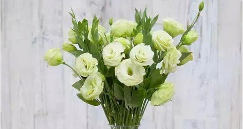 送老师的花及花语（感恩师恩）