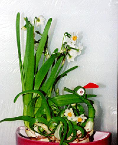 探寻水仙花的花语之美（倾听水仙花的心声）
