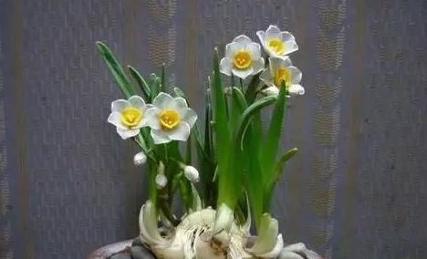 水仙花的象征意义及其文化内涵（一朵傲立于寒冷中的花朵——水仙花）