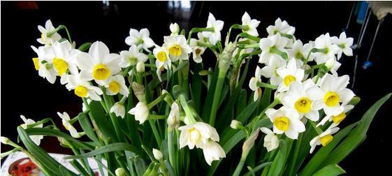 水仙花的象征意义及其文化内涵（一朵傲立于寒冷中的花朵——水仙花）