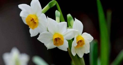 水仙花的真正花语（探索水仙花的花语）