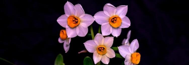 中国水仙花（莲花之境）