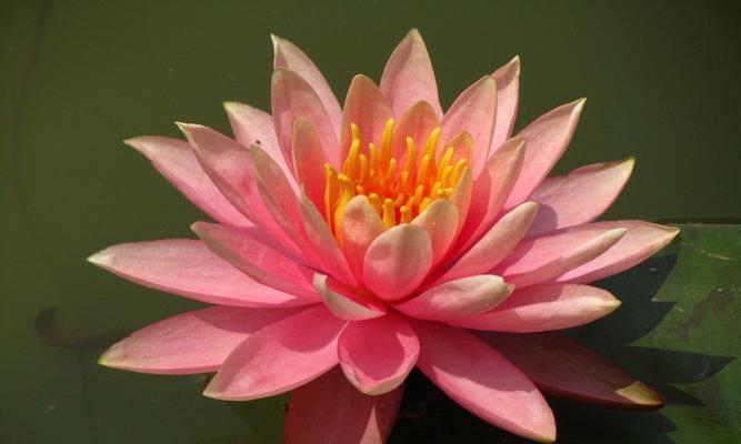 睡莲的寓意与象征风水（花骨朵儿漾香）