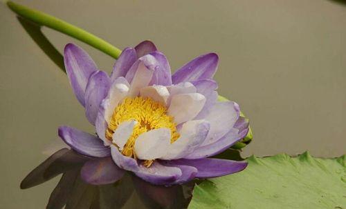 睡莲花语之美——寓意与传承（唯美而坚韧的睡莲花）