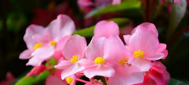 四季海棠花（海棠花的花语寓意及象征）