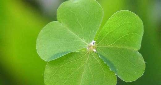 四叶草的象征意义与传说故事（探寻四叶草的神奇魅力）