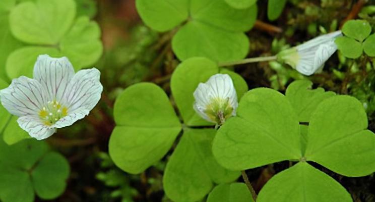 四叶草的爱情寓意——寻觅幸福的奇迹（爱情中的四叶草）