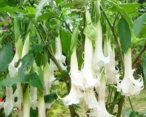 曼陀罗开花时间与生命之谜（揭秘曼陀罗一年开花次数的原因与意义）