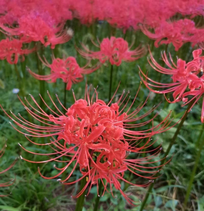 曼珠沙华花开花时间及花期（如何欣赏曼珠沙华花的魅力）