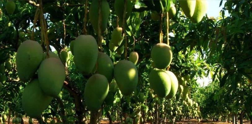 芒果与十二生肖的奇妙联系（从属相、神话传说到文化符号）