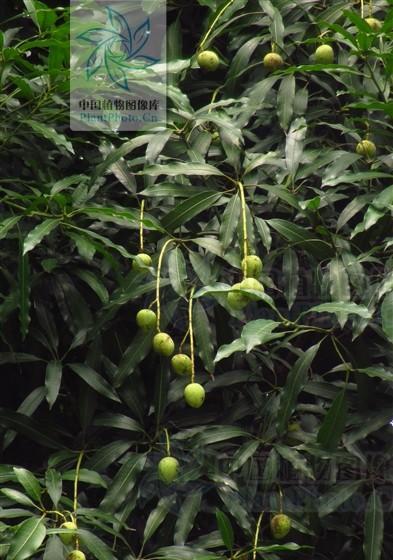 芒果生长过程的全面解析（从花朵到成熟果实）