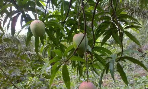 芒果生长过程的全面解析（从花朵到成熟果实）