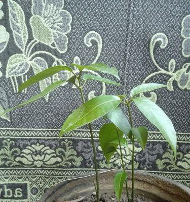 芒果发芽了能否食用（探讨芒果发芽对人体的影响及正确食用方法）